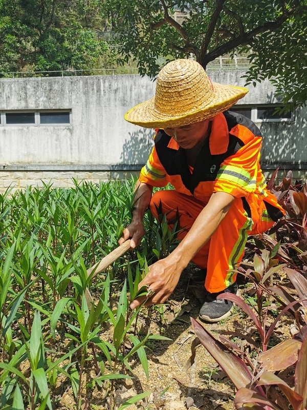 綜合綠地綠化養護包含哪些