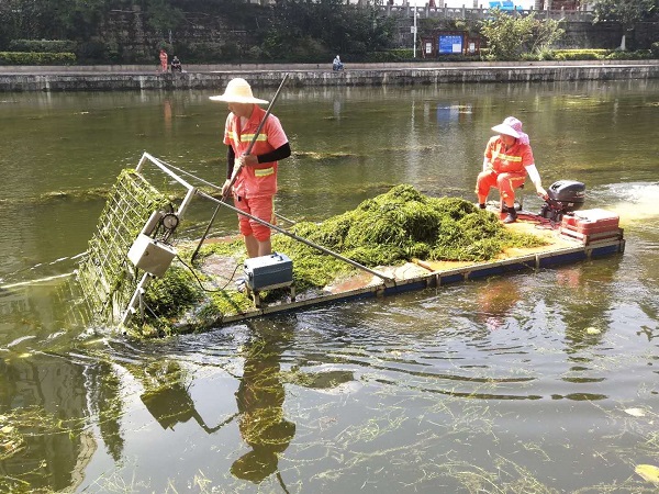 水生植物綠化養護的主要工作有哪些